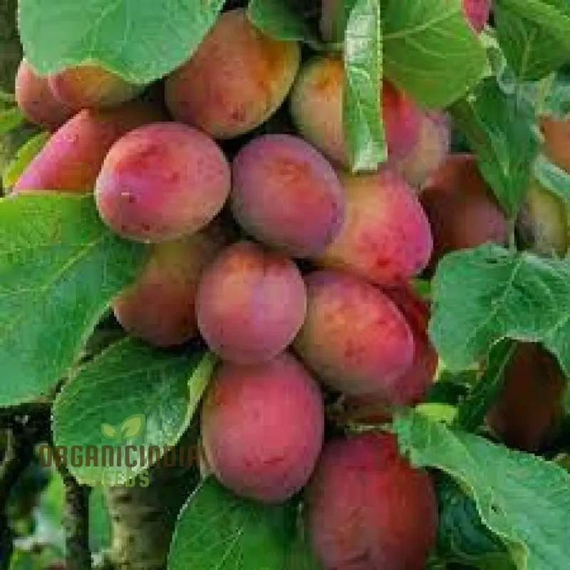 Plum Victoria Seeds – Sweet Juicy Fruit Variety for Home Garden Planting