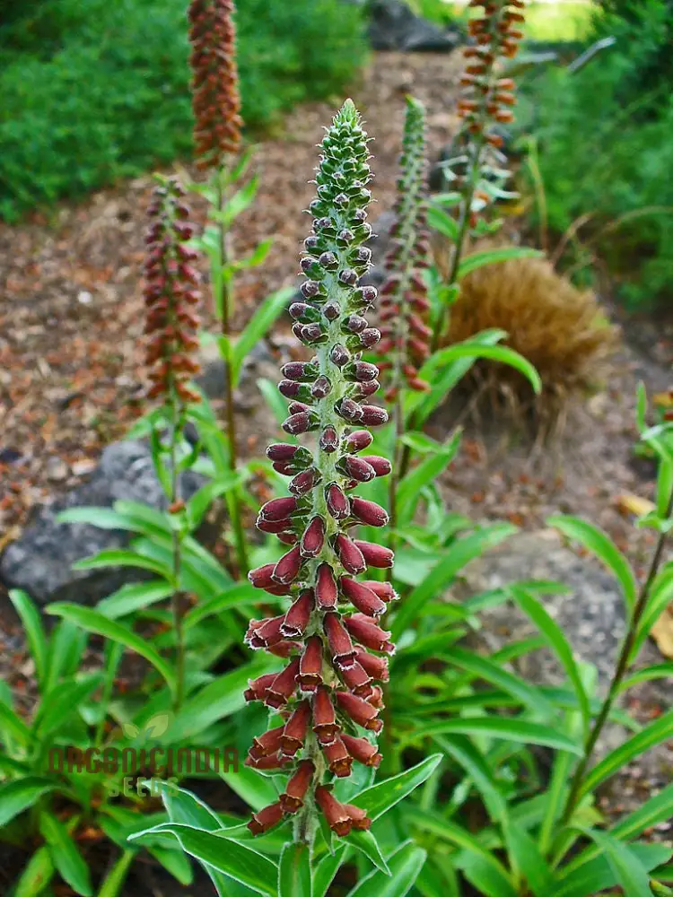 Digitalis Parviflora Flower Seeds For Planting, Graceful Foxglove Blooms for Your Garden