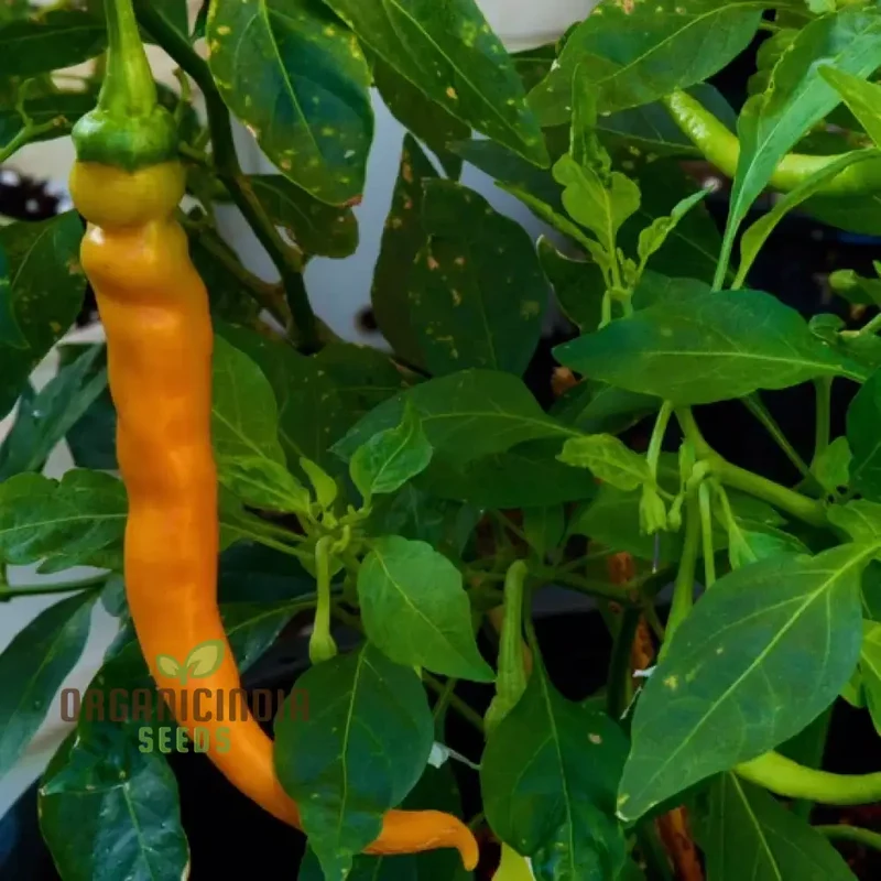 PEPPER SOLAR FLARE Seeds for Your Gardening Needs | Buy Organic Seeds Online
