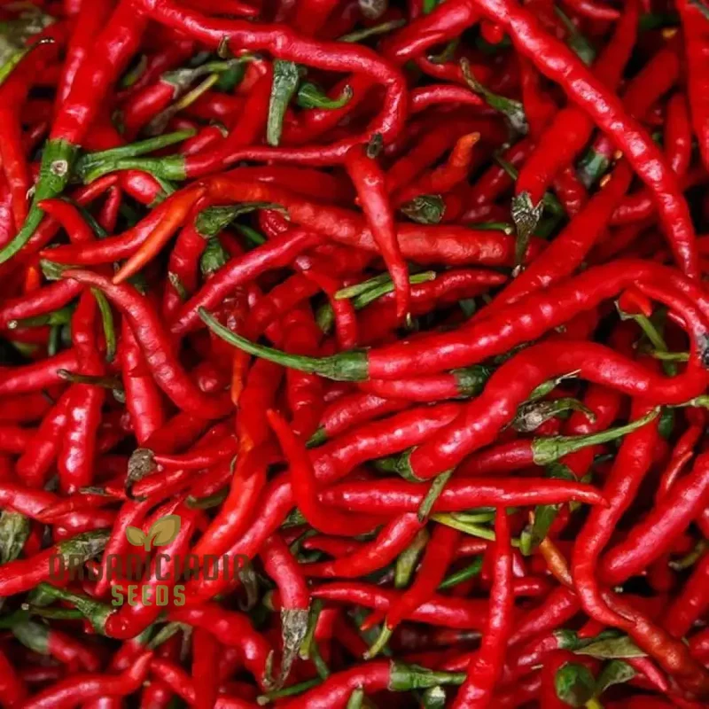 PEPPER SLIM JIM Seeds for Your Garden | Buy Seeds Online
