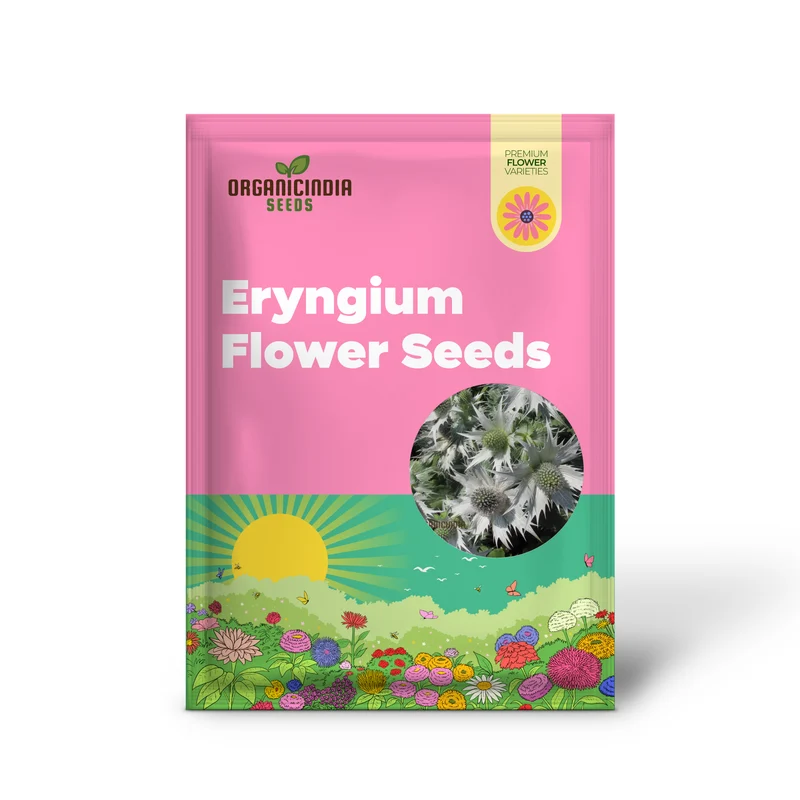 Eryngium Giganteum 'Miss Wilmott's Ghost' Seeds for Planting - Spectacular Perennial Flower Seeds for Your Garden