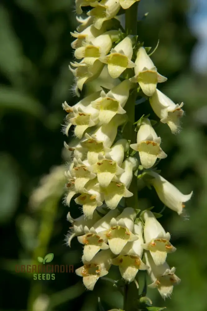 Digitalis Lutea Flower Seeds For Planting, Elegant Foxglove Blooms to Enhance Your Garden