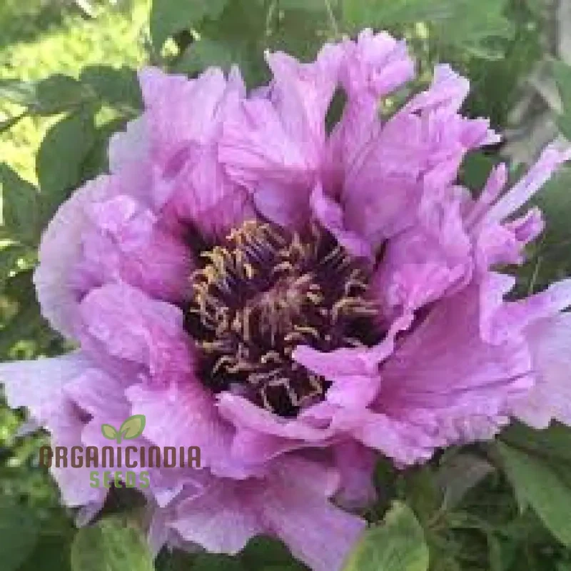 Paeonia Rockii Mixed Colours Seeds for Spectacular Garden Blooms - Gardening Delights