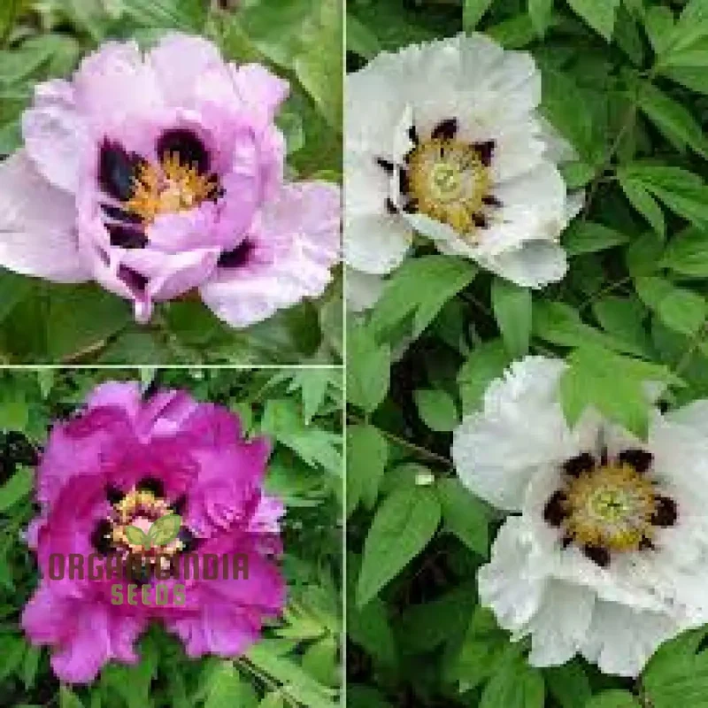 Paeonia Rockii Mixed Colours Seeds for Spectacular Garden Blooms - Gardening Delights