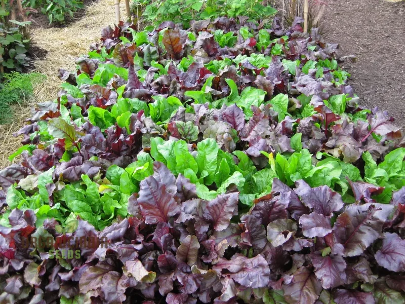 BEETROOT BEET LEAF BULLS BLOOD SCARLETTA Seeds for Planting