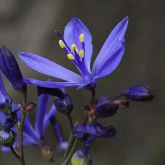 Pasithea Coerulea Seeds for planting Elevate Your Gardening Experience with Unique, Captivating Blooms