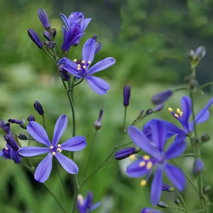 Pasithea Coerulea Seeds for planting Elevate Your Gardening Experience with Unique, Captivating Blooms