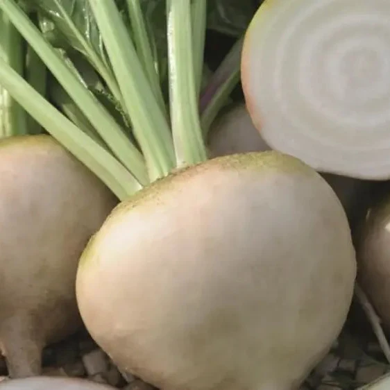 BEETROOT AVALANCHE F1 Seeds for Planting