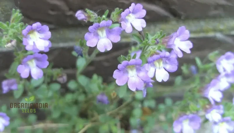 Chaenorhinum 'Blue Dream' Flower Seeds, Premium Quality Seeds for Stunning Garden Blooms