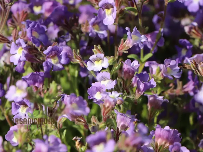 Chaenorhinum 'Blue Dream' Flower Seeds, Premium Quality Seeds for Stunning Garden Blooms