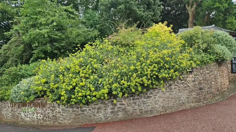 Bupleurum Fruticosum Seeds For Planting - Ideal for Gardeners and Botanical Enthusiasts - Hardy Perennial Flower Seeds