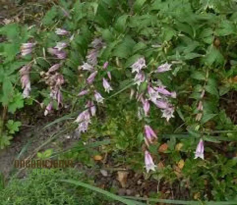 Gentiana Asclepiadea 'Pink Cascade' Seeds - Stunning Perennial for Shaded Gardens