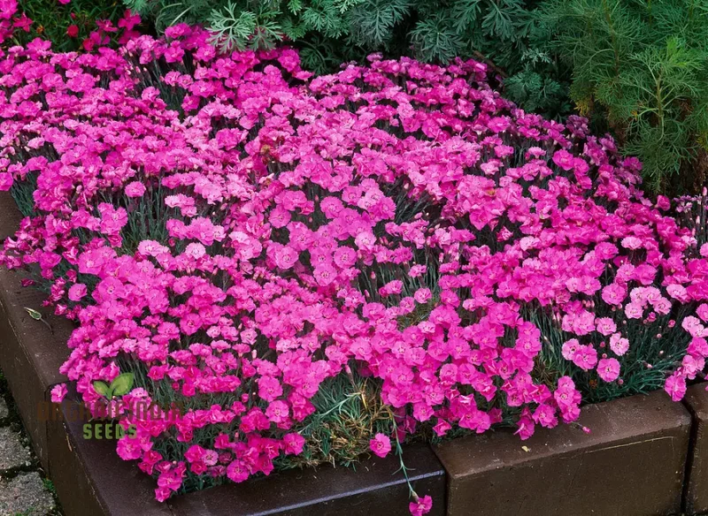 Dianthus Caesius Flower Seeds For Planting, Perfect for Adding Unique Beauty to Your Garden