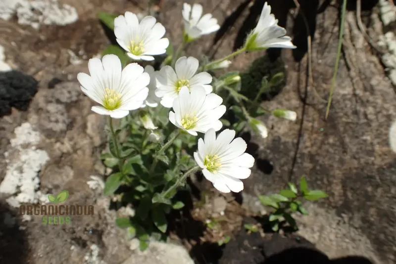 Cerastium Alpinum Lanatum Flower Seeds, Premium Quality Seeds for Beautiful Alpine Garden Blooms