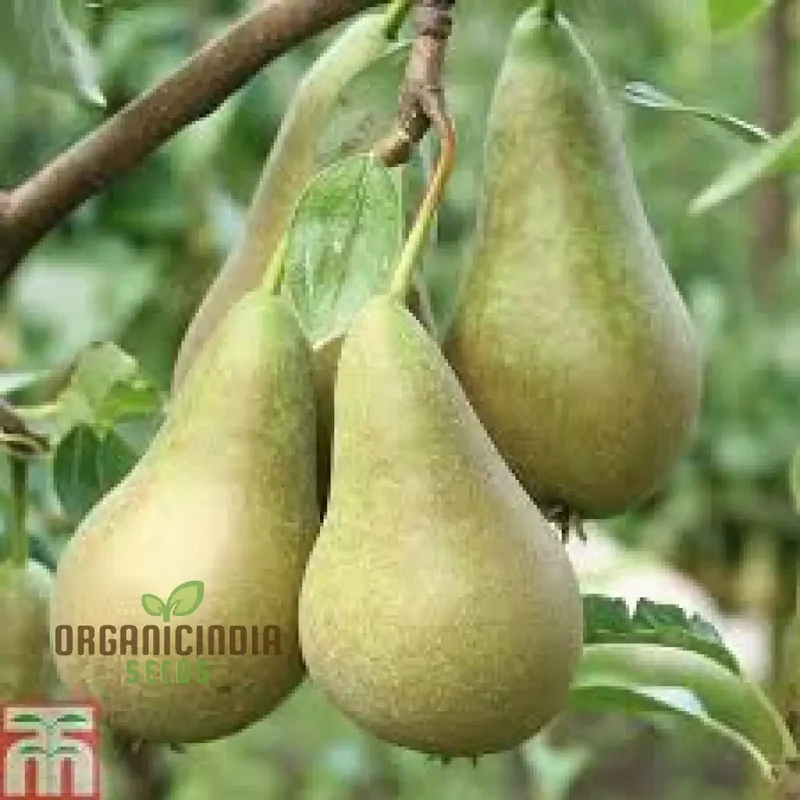 Pear Seeds for Planting – Premium Heirloom Pear Tree Seeds for Home Gardening