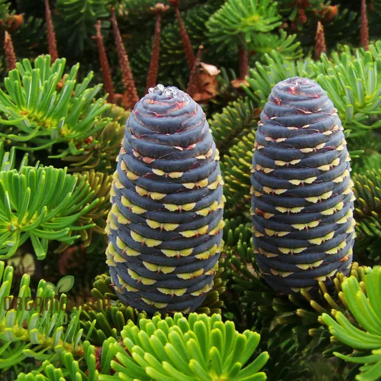 Abies Koreana Seeds, Cultivate Your Own Korean Fir Oasis