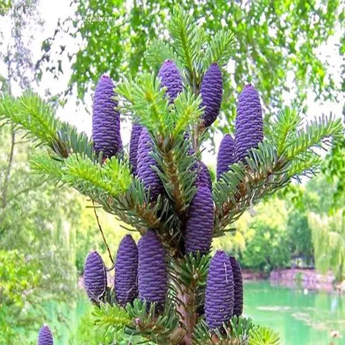 Abies Koreana Seeds, Cultivate Your Own Korean Fir Oasis
