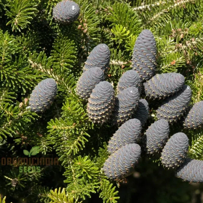 Abies Koreana Seeds, Cultivate Your Own Korean Fir Oasis