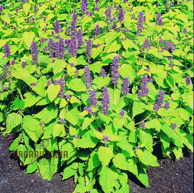 Agastache Foeniculum 'Golden Jubilee' Flower Seeds, Elevate Your Garden with Vibrant Blooms Using Expert Planting and Gardening Techniques