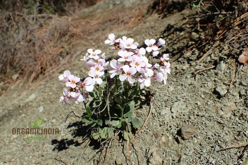 Arabis Purpurea Flower seedsFor Planting: Exquisite Purple Rock Cress for Your Enchanting Garden