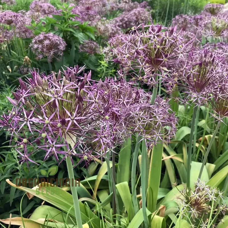 Allium Christophii Flower Seeds for Planting, Exquisite Blooms for Garden Enthusiasts, Premium Quality Garden Seeds