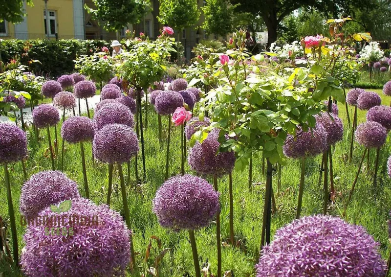 Allium Christophii Flower Seeds for Planting, Exquisite Blooms for Garden Enthusiasts, Premium Quality Garden Seeds