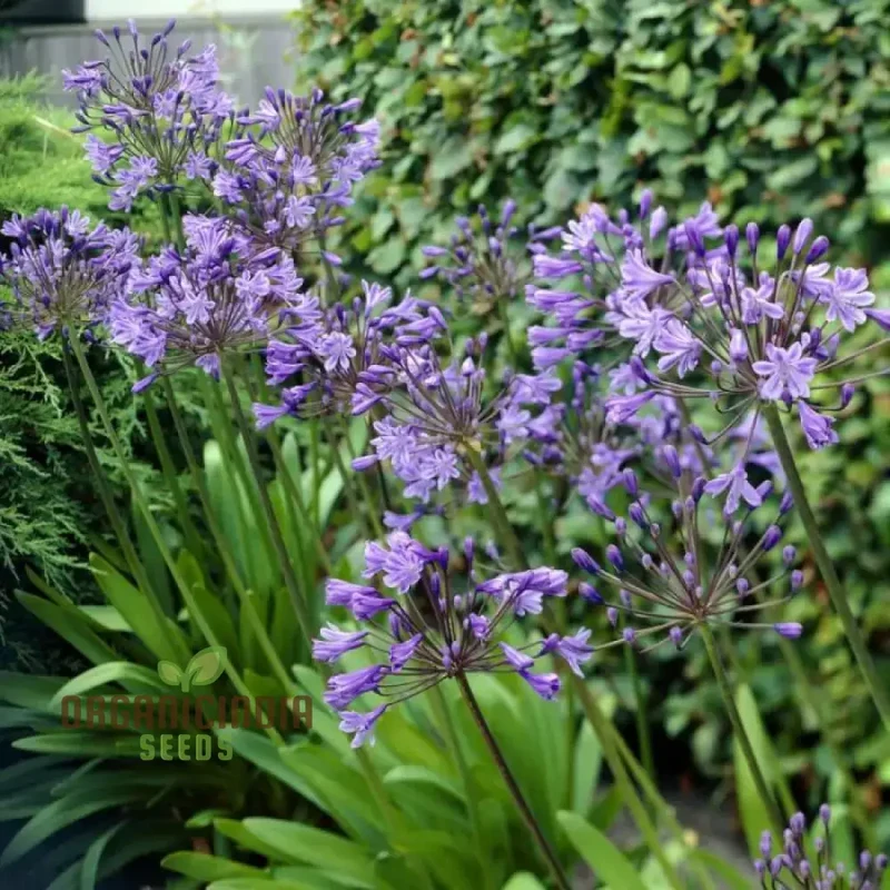 Agapanthus Sunfield Seeds – Premium Tall Bloom Variety for Stunning Garden Displays