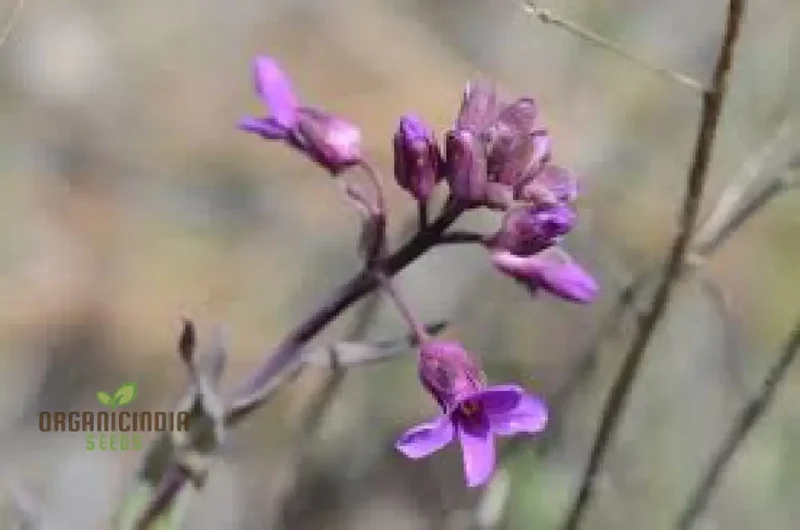 Arabis Koehleri Seeds For Planting: Exquisite Alpine Beauty for Your Garden - Discover Rare and Hardy Perennials!