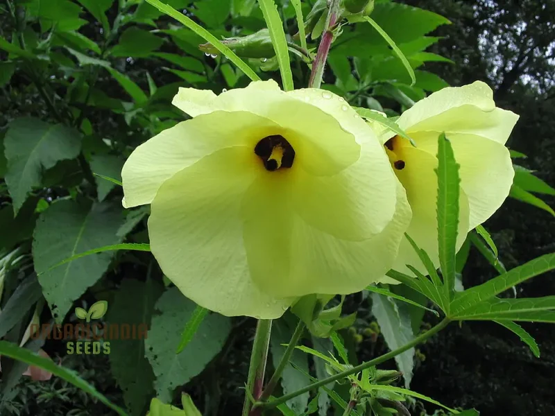 Abelmoschus Manihot Seeds – Exotic Garden Bloom Variety for Unique Landscapes