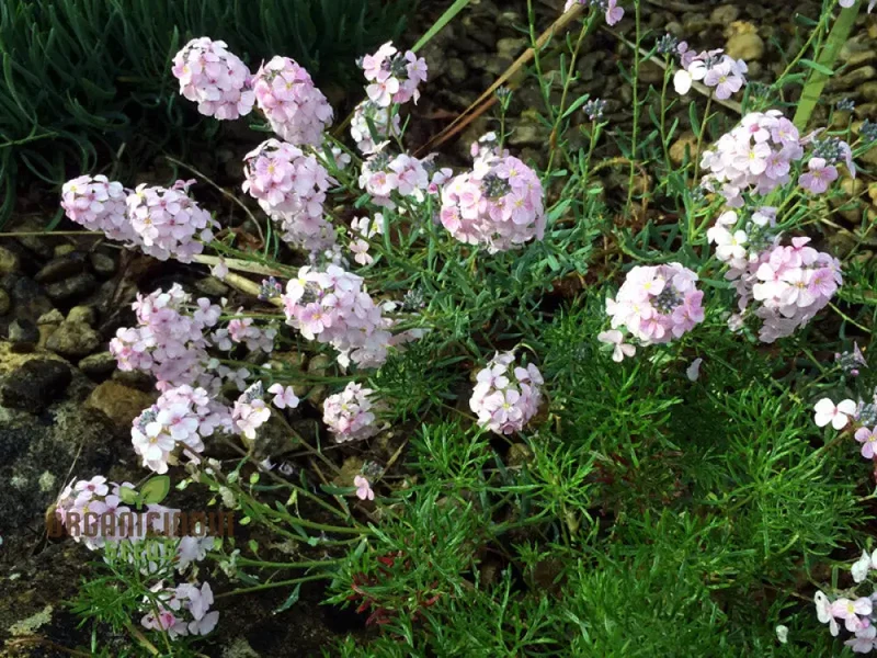 Aethionema Grandiflorum Seeds - Premium Flower Seeds for Beautiful Garden Blooms