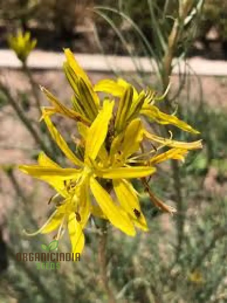 Asphodeline Liburnica Seeds For Planting - The Perfect Perennial Plant for Stunning Yellow Spikes and Low Maintenance Beauty