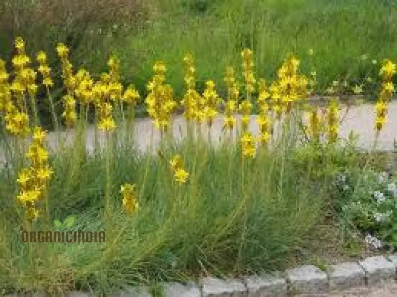 Asphodeline Liburnica Seeds For Planting - The Perfect Perennial Plant for Stunning Yellow Spikes and Low Maintenance Beauty