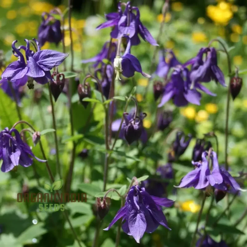 Rare Aquilegia Olympica Seeds - Exquisite Gardening Perennial Flower Seeds for Home Gardeners