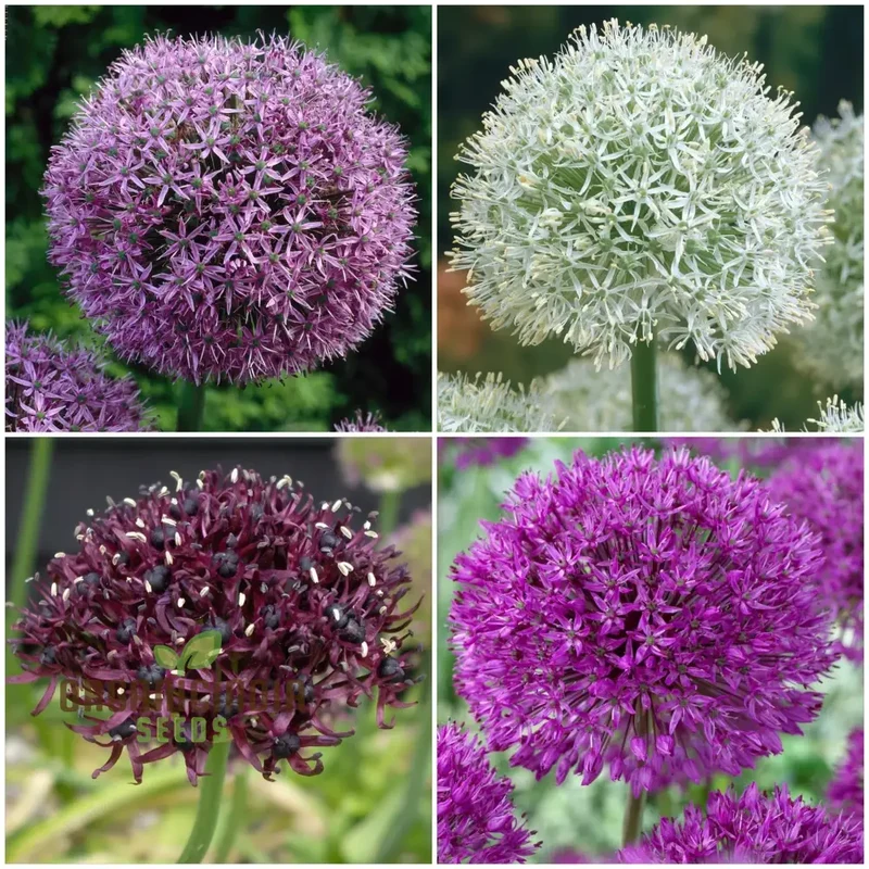 Allium Choice Mixture Seeds – Diverse Ornamental Bloom Variety for Garden Planting