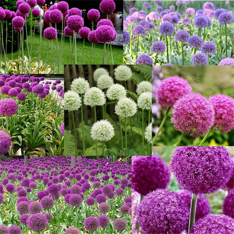 Allium Choice Mixture Seeds – Diverse Ornamental Bloom Variety for Garden Planting