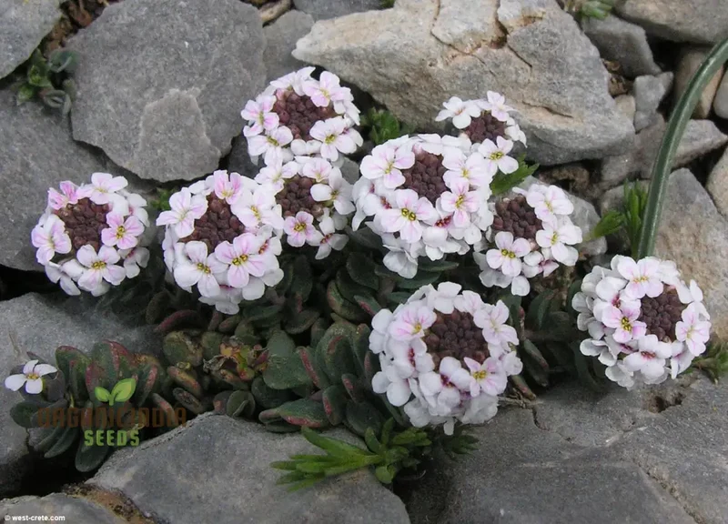 Aethionema Saxatile Seeds – Premium Rock Cress Variety for Charming Garden Beauty