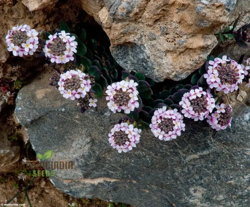 Aethionema Saxatile Seeds – Premium Rock Cress Variety for Charming Garden Beauty