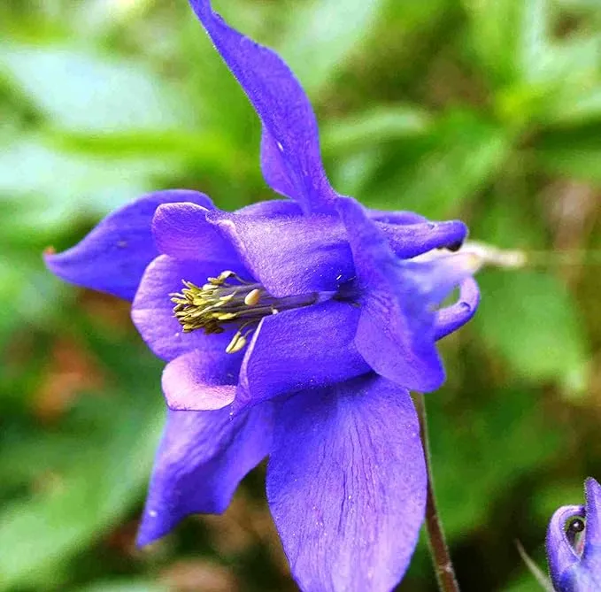 Columbine Seeds (Aquilegia Glandulosa Seeds) - Rare Blue Blooms for Garden Enthusiasts