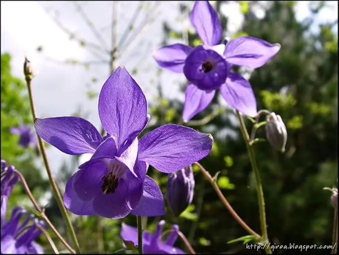 Columbine Seeds (Aquilegia Glandulosa Seeds) - Rare Blue Blooms for Garden Enthusiasts
