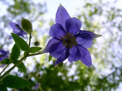 Columbine Seeds (Aquilegia Glandulosa Seeds) - Rare Blue Blooms for Garden Enthusiasts