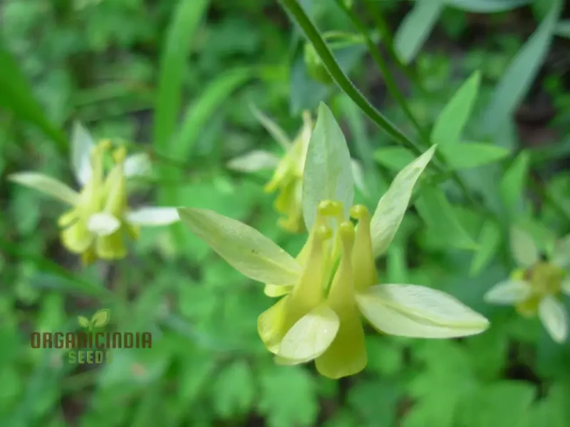 Aquilegia Flavescens Seeds – Rare Yellow Columbine Variety for Garden Landscaping