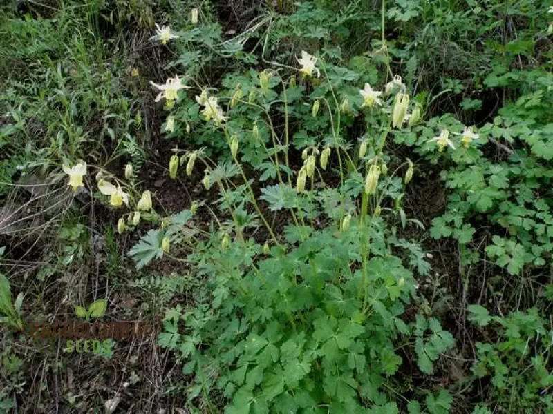 Aquilegia Flavescens Seeds – Rare Yellow Columbine Variety for Garden Landscaping