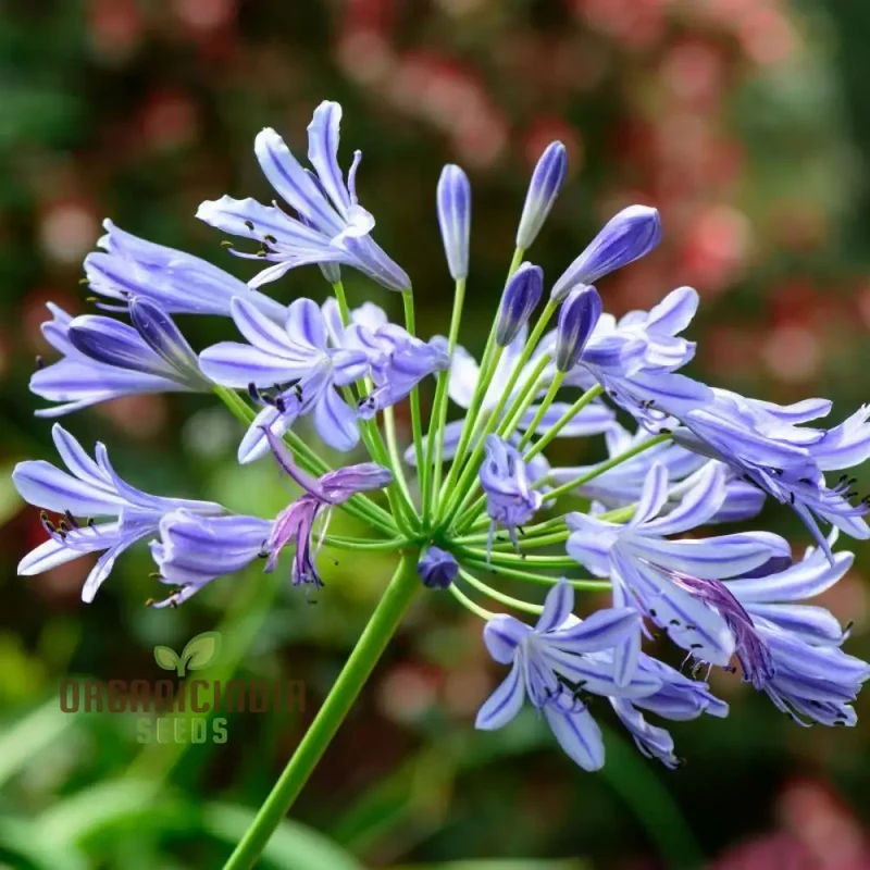 AGAPANTHUS HEADBOURNE HYBRIDS, Vibrant Blooms for Your Garden Sanctuary