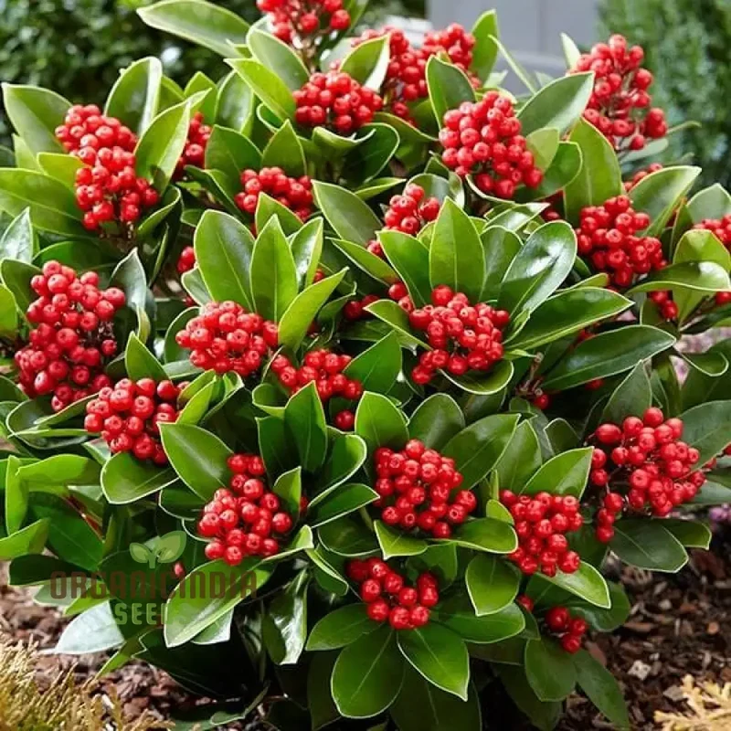 Skimmia Japonica Seeds for Planting - Grow Beautiful Evergreen Shrubs