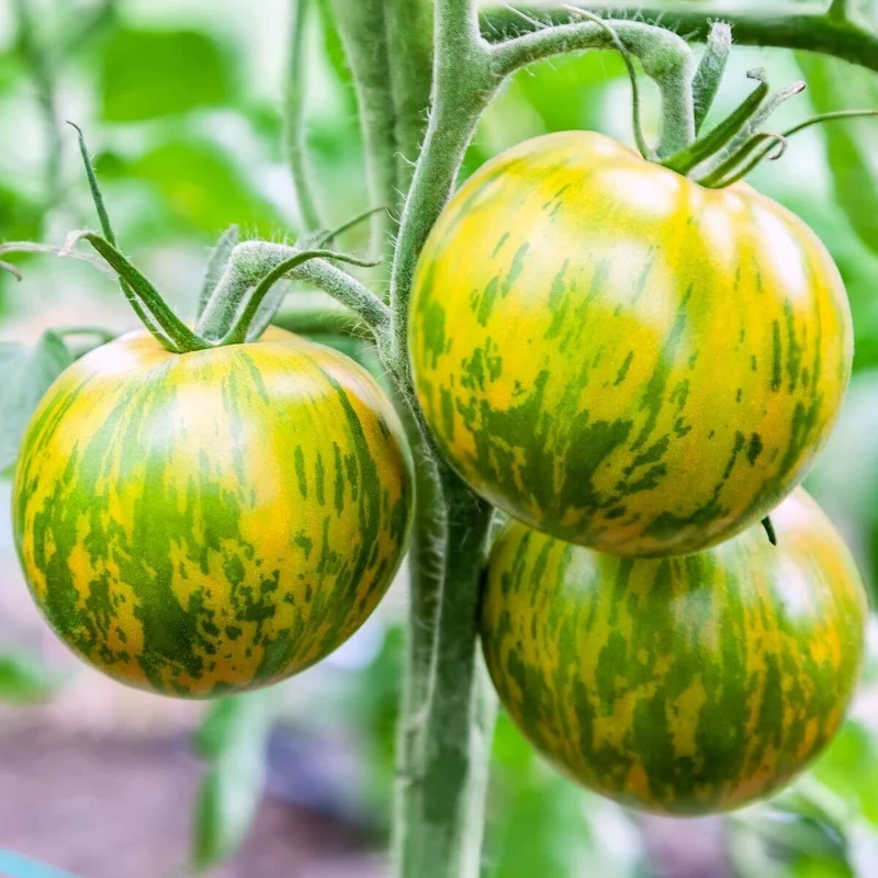 TOMATO GREEN ZEBRA Seeds for Planting Premium Quality for Your Gardening Needs