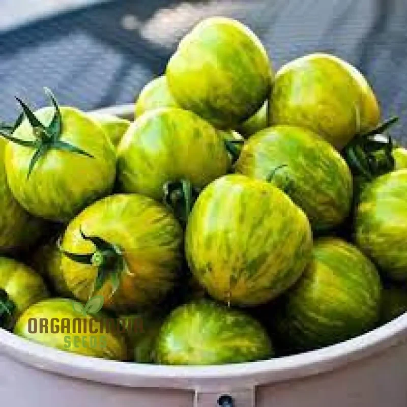 TOMATO GREEN ZEBRA Seeds for Planting Premium Quality for Your Gardening Needs