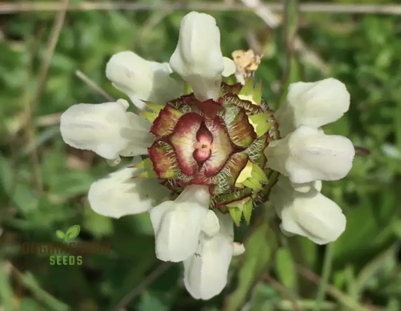 Prunella Laciniata Flower Seeds For Planting, Adding Unique Texture and Beauty to Your Garden