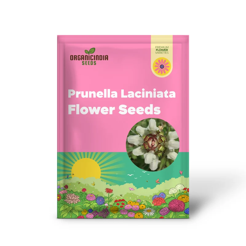 Prunella Laciniata Flower Seeds For Planting, Adding Unique Texture and Beauty to Your Garden
