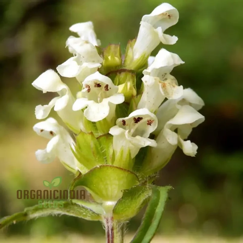 Prunella Laciniata Flower Seeds For Planting, Adding Unique Texture and Beauty to Your Garden