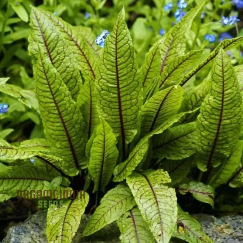Rumex Sanguineus Seeds for Gardening Enthusiasts | Organic Gardening Seeds for Vibrant Ornamental Plants